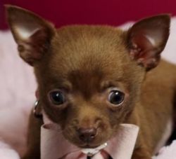Brown skin teacup Chihuahua puppies for sale.