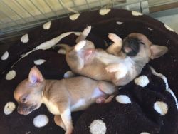 Tinie Tiny Chihauhau Pups For Sale ! Lilac Gene!