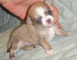 7weeks old baby chihuahua puppy