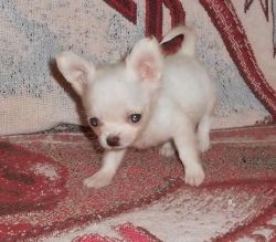 Stunning Chihuahua Puppies For Sale
