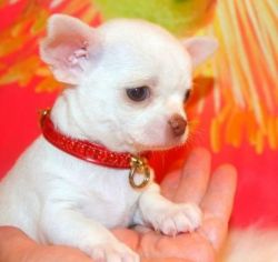 ABG Chihuahua PUPS
