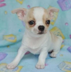 A lovely Chihuahua puppy for adoption .