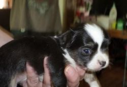 Potty/home trained chihuahua puppies for sale