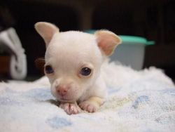 Cute Lovely Teacup Chihuahua puppies