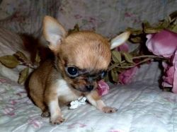 Two Chihuahua Puppies For Re-homing