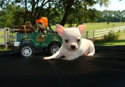 Beautiful Chihuahua puppies for sale