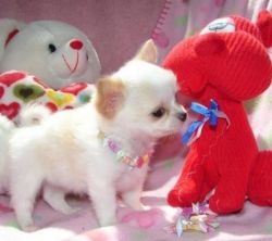 Male and female Chihuahua gift mini toy