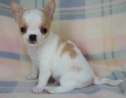 sweet & affectionate Chihuahua puppies for sale
