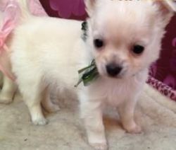 affectionate white teacup chihuahua puppies