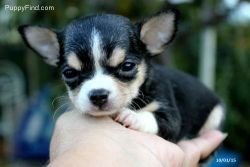 AKC Tiny Female Puppy