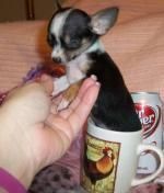 Sweet little mini Chihuahua puppy