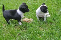 Akc Sweet Chihuahua Puppies