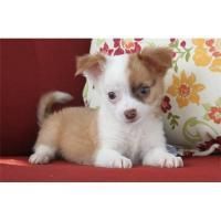 Female Chihuahua Puppy Available