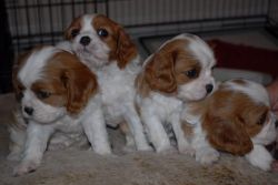 Cavalier King Charles Spaniel Puppies.