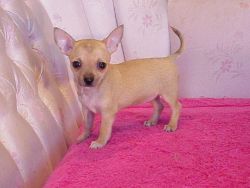 Chihuahua puppies puppies available