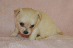 ddf Chihuahua Dogs and Puppies for sale