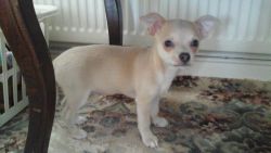 Chihuahua Smoothcoat Boy Puppy