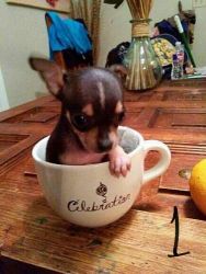 Adorable T-cup Chihuahuas