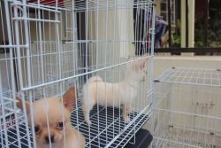 male and female Chihuahua Puppy Available