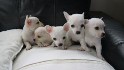 Apple Head Teacup Chihuahua Puppies available