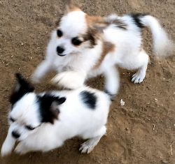 Two Beautiful Long Coat Male Chihuahua Puppies