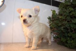 Chihuahua Puppies for Adoption