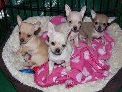 perfect little Chihuahua puppies!