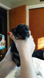 Chihuahua puppies just born