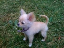 Chihuahua Puppy for adoption