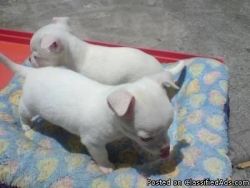 White Apple Head Teacup Chihuahua Pup Available