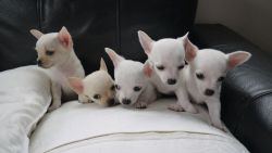 White Apple Head Teacup Chihuahua Pup Available,