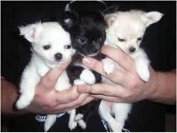 Chihuahua Puppies ..