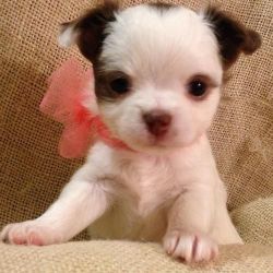 Home Raised Chiuahua Puppies For Sale