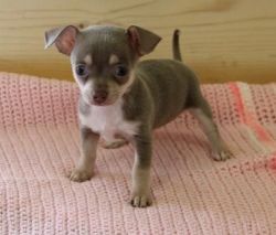 Teacup Chihuahua Puppies For Sale $500