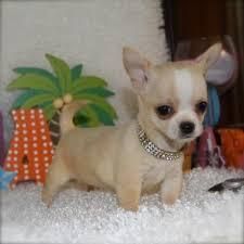 Tea Cup Chihuahua puppies for sale