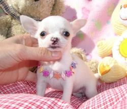 Gift Chihuahua Puppies