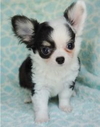 Ready Now Tiny Micro T-cup Pedigree Chihuahua Pups