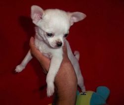 Teacup Rare Chihuahua Puppies - For Sale