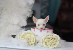 Cutest Teacup Puppies You Will See!