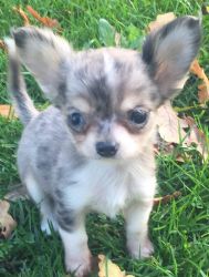 gergeous chihuahua puppies for a new home