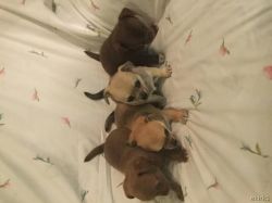 Chihuahua Puppies (xxx) xxx-xxx0