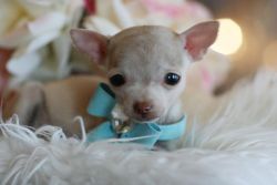 Chihuahua Puppies South Florida We Ship