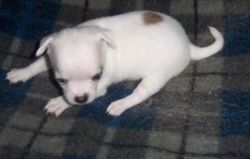 Jackakc Chihuahua Puppies For Sale