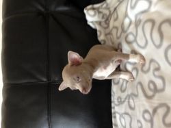 Blue Chihuahua boy puppy for sale