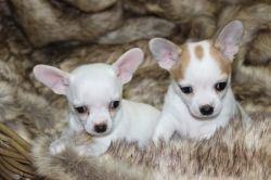 lovely chihuahua pups for small adoption fee