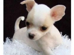 Gorgeous Teacup Chihuahua puppie for your home