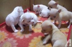 Teacup Apple Head Chihuahua Puppies For Good Homes