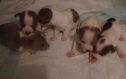 Pure bred Chihuahua puppies
