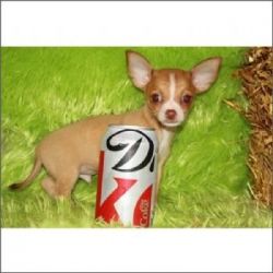 Teacup Chihuahuas--pet Safety Shipping