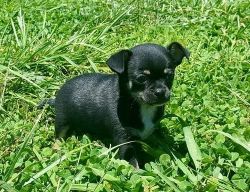 Chihuahua puppies For Re-homing